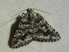 Macaria schatzeata