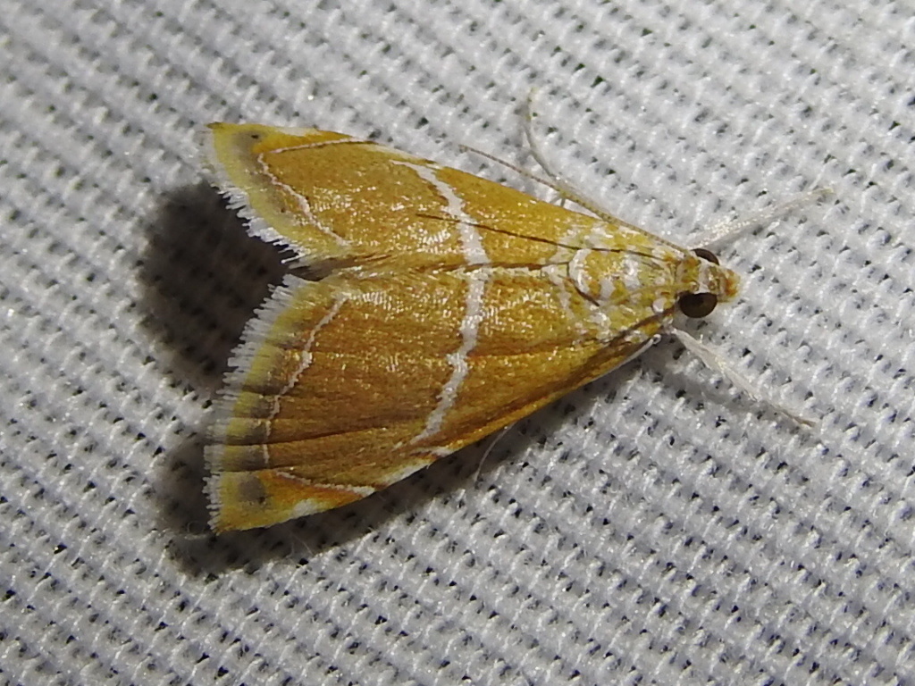 Abegesta reluctalis