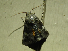 Copanarta aurea