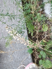 Lepidium