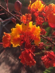 Caesalpinia pulcherrima