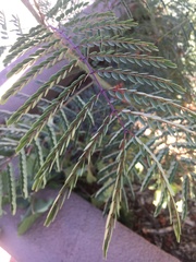 Caesalpinia pulcherrima