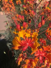 Caesalpinia pulcherrima