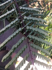 Caesalpinia pulcherrima