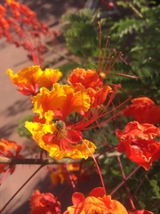 Caesalpinia pulcherrima