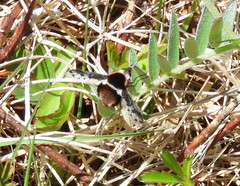 Bombylius pygmaeus