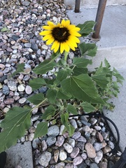 Helianthus annuus