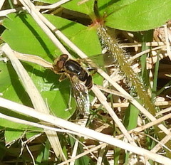 Anasimyia bilinearis
