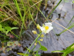 Sagittaria cuneata