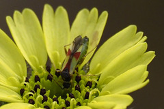 Tupiocoris californicus