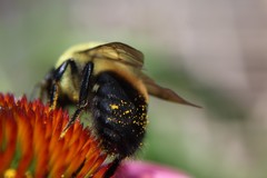 Bombus griseocollis