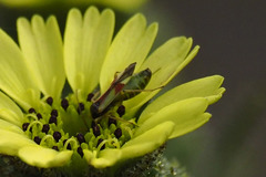 Tupiocoris californicus