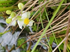 Sagittaria cuneata