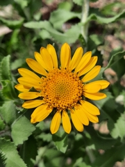 Grindelia sublanuginosa