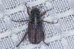 Dichelonyx pusilla