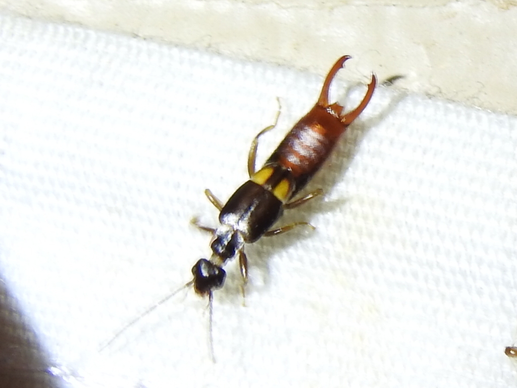 Toothed Earwig