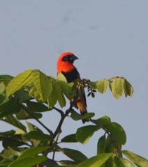 Euplectes hordeaceus