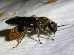 Sphaeropthalma marpesia