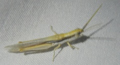 Paropomala pallida