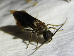 Sphaeropthalma marpesia