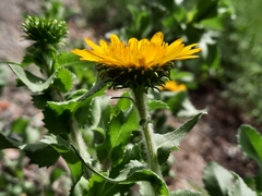 Grindelia sublanuginosa