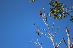 Aratinga auricapillus