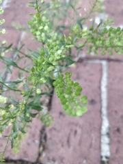 Lepidium