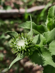 Grindelia sublanuginosa