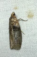 Sciota subcaesiella