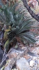 Macrozamia macdonnellii