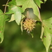 Liquidambar styraciflua - Photo (c) Tony Alter,  זכויות יוצרים חלקיות (CC BY)