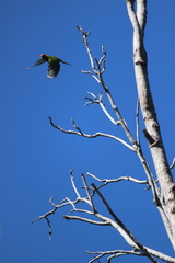 Aratinga auricapillus