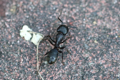 Camponotus modoc
