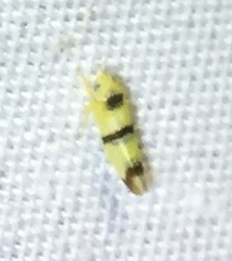 Empoa gillettei