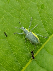 Chlorophanus viridis
