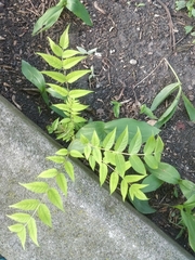 Ailanthus altissima