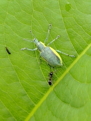 Chlorophanus viridis