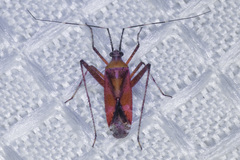 Phytocoris roseus