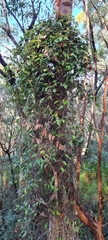 Smilax glyciphylla