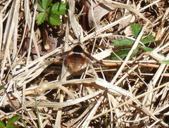 Bombylius pygmaeus