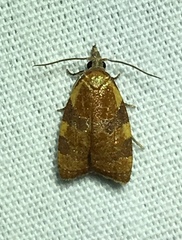 Cenopis diluticostana