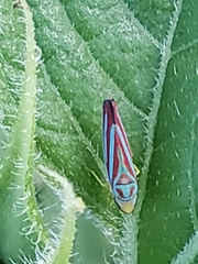 Graphocephala coccinea