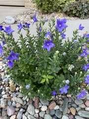 Platycodon grandiflorus