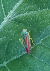 Graphocephala coccinea