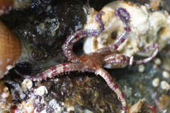 Ophiactoidea
