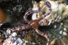 Ophiactoidea