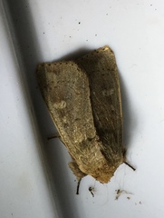 Leucania pseudargyria