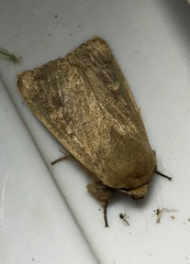 Leucania pseudargyria