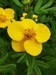 Dasiphora fruticosa