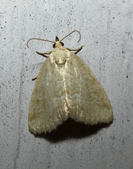 Protodeltote albidula